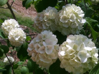 kwiat_783