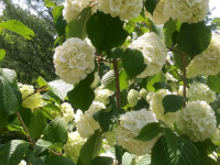 kwiat_784