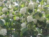 kwiat_785