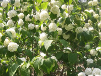 kwiat_786