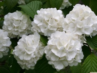 kwiat_788
