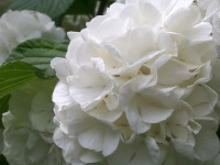 kwiat_789