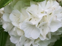 kwiat_790