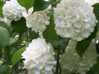 kwiat_791
