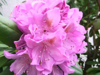 kwiat_792
