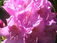 kwiat_793