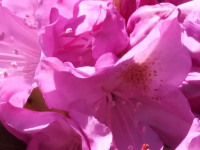 kwiat_794