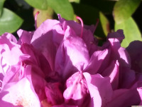 kwiat_795