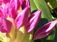 kwiat_796