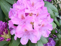 kwiat_798