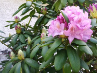 kwiat_799