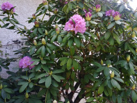 kwiat_800