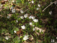 kwiat_801