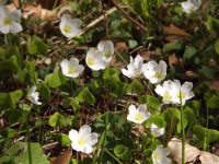 kwiat_802