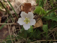 kwiat_803