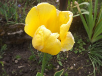 kwiat_811