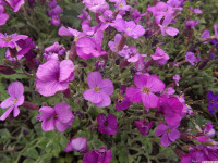 kwiat_819