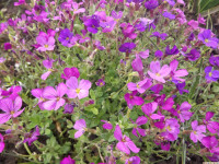 kwiat_820