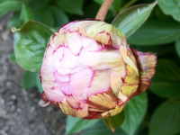 kwiat_880