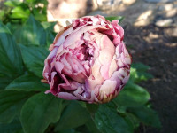 kwiat_881