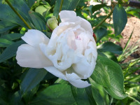 kwiat_882