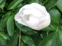 kwiat_883