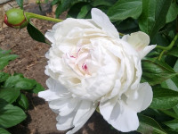 kwiat_884