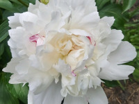 kwiat_885
