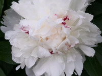 kwiat_886