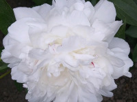 kwiat_887
