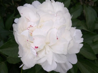 kwiat_888
