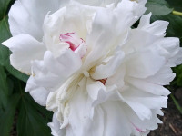 kwiat_889