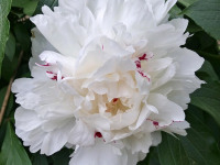 kwiat_890