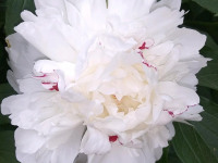 kwiat_891