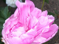 kwiat_893