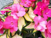 kwiat_895