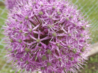 kwiat_900