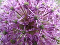 kwiat_901