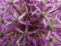 kwiat_902