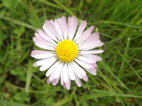 kwiat_903