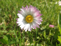 kwiat_938