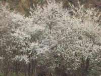 DSCF2818p