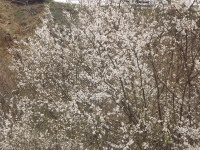 DSCF2831