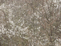 DSCF2832