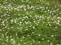 DSCF2848