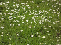 DSCF2849