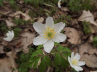 DSCF2868