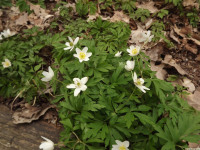 DSCF2869