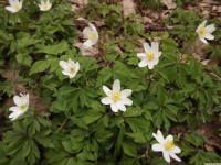 DSCF2870