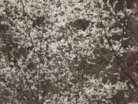 DSCF2878